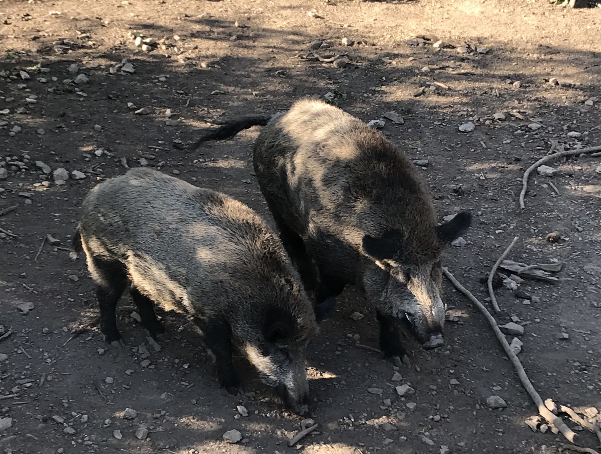 Wildschweine